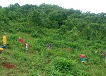 वनरोपण में लगे आदिवासी | The Indian Tribal