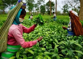 Tea Tribe of Assam
