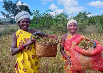 Millet Farming