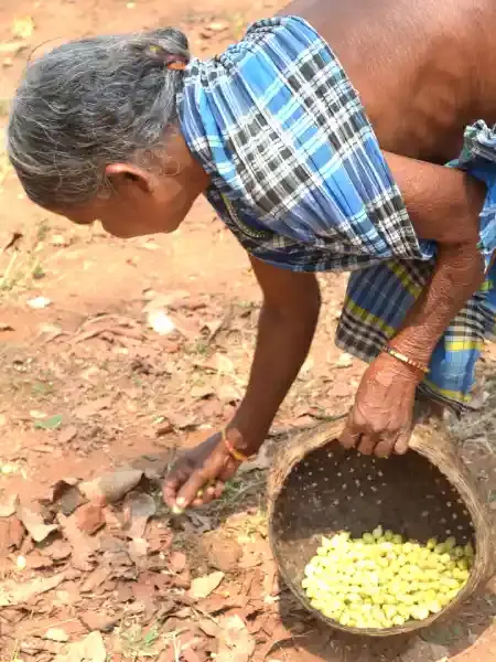 The Indian Tribal