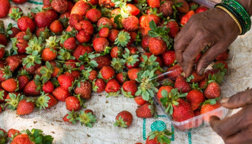 The Indian Tribal - Strawberry Farming