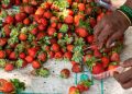 The Indian Tribal - Strawberry Farming