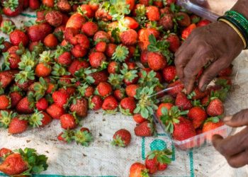 The Indian Tribal - Strawberry Farming