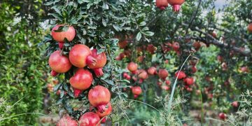 Success Story | The Indian Tribal