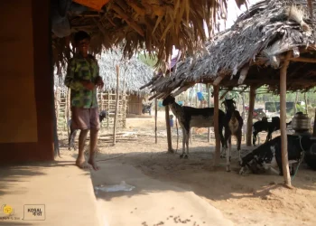 The Indian Tribal