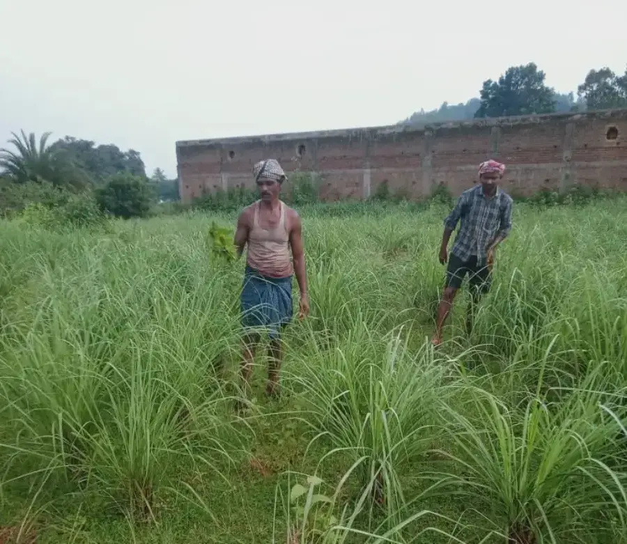 The Indian Tribal