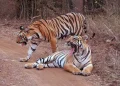 The Indian Tigers