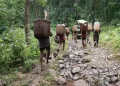 The Indian Tribal