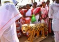 The Indian Tribal