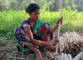 The Indian Tribal