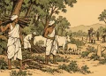 The Indian Tribal