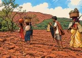 The Indian Tribal