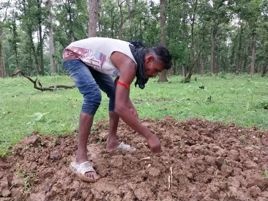 The Indian Tribal