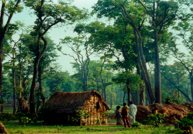 The Indian Tribal