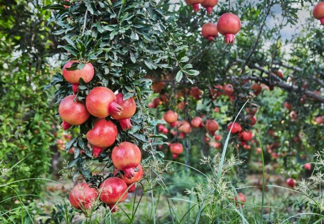 Success Story | The Indian Tribal