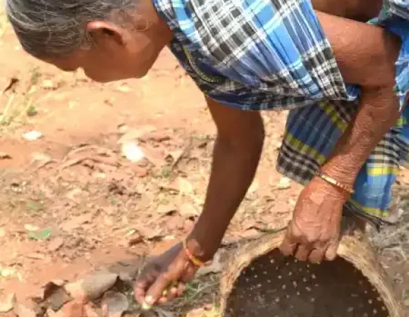 The Indian Tribal
